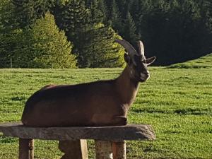 Animales en el bed & breakfast o alrededores