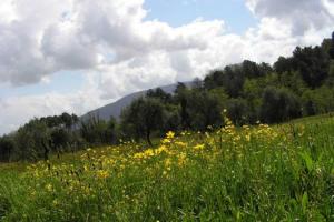 Peisaj natural din apropierea acestei pensiuni