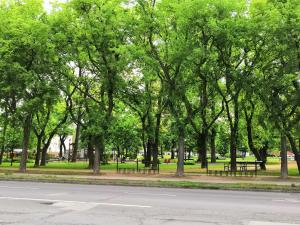 un parc avec des bancs et des arbres et une route dans l'établissement Ancsi Apartmant Kecskemét, à Kecskemét