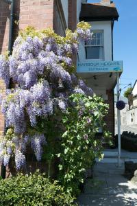 un cespuglio di fiori viola sul lato di un edificio di Harbour Heights Guest House a Torquay