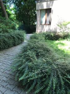 A garden outside 21 Han Asparuh - 24h Self Check-in