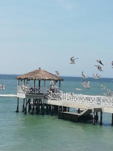 a group of birds flying over a pier on the water at Apartamento con vista a Islas Ballestas in Paracas