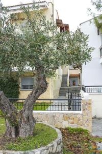 a tree sitting in front of a building at Beautiful apartment (very high ceiling) next to the beach with 2 separate bedrooms in Polykhrono