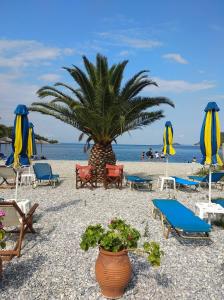 a palm tree on a beach with chairs and umbrellas at Panormos Maisonettes in Panormos Skopelos