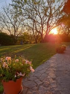 a garden with flowers in a pot on a path at Agriturismo SaTanca in Arbus