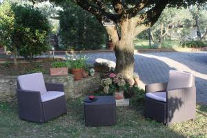 two chairs and a table next to a tree at Vigna Lontana in Montescudaio
