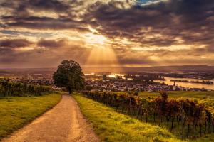 un camino de tierra en un campo con el sol brillando en Ferienwohnung Reblaus, en Rüdesheim am Rhein