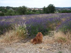 Afbeelding uit fotogalerij van Dom L' Argo in Reillanne