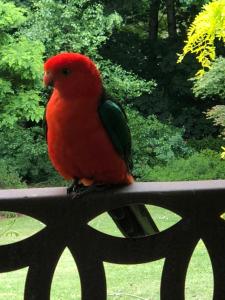 a red bird sitting on top of a fence at Gracehill Accommodation in Olinda