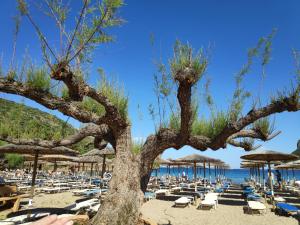 a tree on a beach with chairs and umbrellas at Casa di Diamanto in Porto Rafti