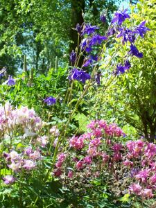 un jardín lleno de flores púrpuras y rosas en Noddsdale Estate en Largs