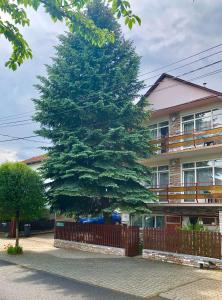 a large pine tree in front of a building at Apartment Pension Rideg Heviz in Hévíz