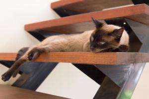 a cat laying on top of a wooden shelf at Batavia Sky Lounge in Palmas