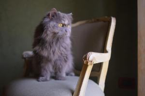 Domácí mazlíčci ubytovaní s hosty v ubytování Relais B