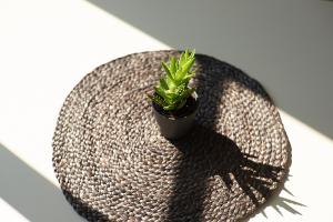 a small green plant sitting on a round table at Greenhouse Apartments in Jūrmala