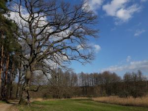 a tree with no leaves on it in a field at Mirabellenhof-Fewo mit Terrasse in Biesenthal +9 photos