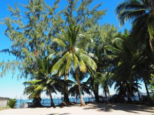 un groupe de palmiers sur une plage dans l'établissement MADIROKELY HOUSE Nosy Be, à Ambatoloaka