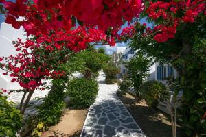 un jardín con flores rojas y un camino en Acrogiali Beachfront Hotel Mykonos, en Platis Gialos