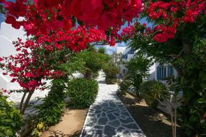 
גינה חיצונית ב-Acrogiali Beach Hotel Mykonos
