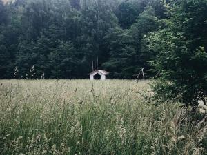 Tiere auf dem Campingplatz oder in der Nähe