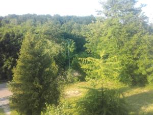 Przyroda w pobliżu tego apartamentu
