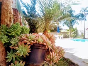 a plant in a pot on a tree next to a pool at Pousada Luz do Sol in Carrancas