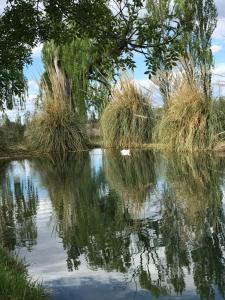 un cuerpo de agua con un árbol y un poco de hierba en Finca Silvestre en San Rafael