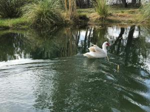 Dos cisnes blancos nadan en el agua en Finca Silvestre en San Rafael