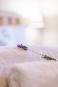 a flower sitting on top of a bed at Elfen Cottage in Prince Albert