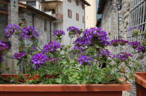 Zahrada ubytování B&B Al Mulino