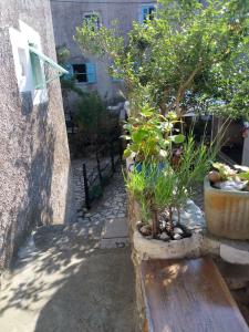 Сад в Apartman DINKO