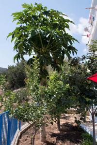 Gallery image of SUNSHINE APARTMENT CITY CENTER in Karpathos Town