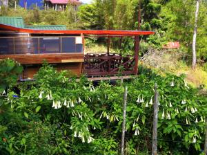 a house on a hill with white flowers at Mile 36 Lodge in Kundasang