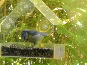 um pássaro azul sentado num alimentador de aves em Arches B&B em St Austell