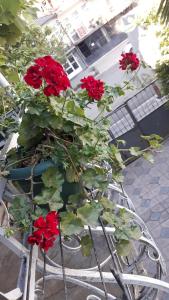 Fotografie z fotogalerie ubytování Homestay Izolda v destinaci Batumi