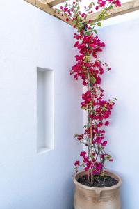 a plant with pink flowers in a pot next to a wall at Lemon Suites Santorini in Fira