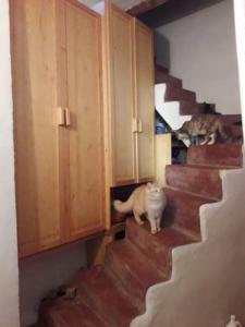 zwei Katzen gehen die Treppe hinunter in einem Haus in der Unterkunft dar stefano in Essaouira