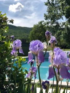 eine Gruppe lila Blumen vor einem Pool in der Unterkunft Chez Elles in Portes-en-Valdaine