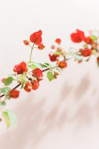 a group of red flowers on a white surface at Afroditi Pansion in Agios Nikitas
