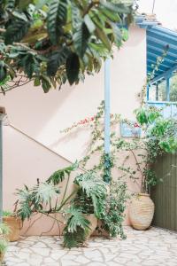 a bunch of plants in pots on the side of a building at Afroditi Pansion in Agios Nikitas