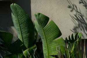 a plant with green leaves next to a wall at Akti Hotel Kavala in Paleo Tsifliki