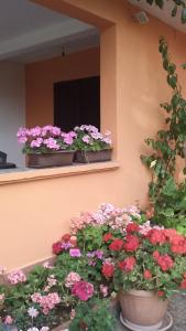 un grupo de flores sentadas en el alféizar de la ventana en Apartments Mirjana, en Petrčane