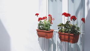 two flower pots with red flowers on a window sill at 7Escalones in Rota