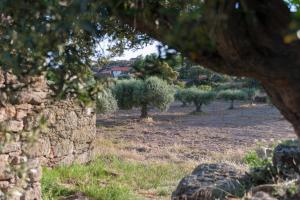 un campo de olivos y una pared de piedra en Cidadelhe Rupestre Turismo Rural, en Cidadelhe