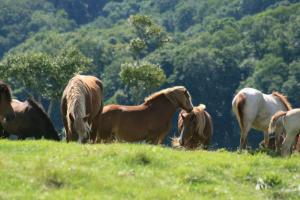 eine Gruppe von Pferden, die auf einem Feld stehen in der Unterkunft Kameda-gun - Cottage / Vacation STAY 34923 in Nanae