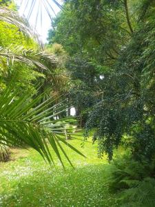 a palm tree in a field of green grass at Un Jardin en Pente Douce in Locquénolé