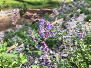 Billede fra billedgalleriet på Honiggarten i Dahn