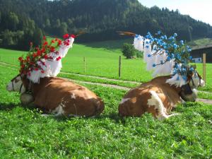 Zvieratá na farme alebo blízkom okolí