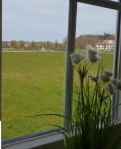 Afbeelding uit fotogalerij van Ferienapartment Wiese & Meer auf Rügen in Neddesitz