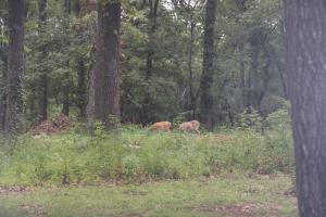 two deer walking through a forest with trees at Cedar Grove Inn in Lebanon